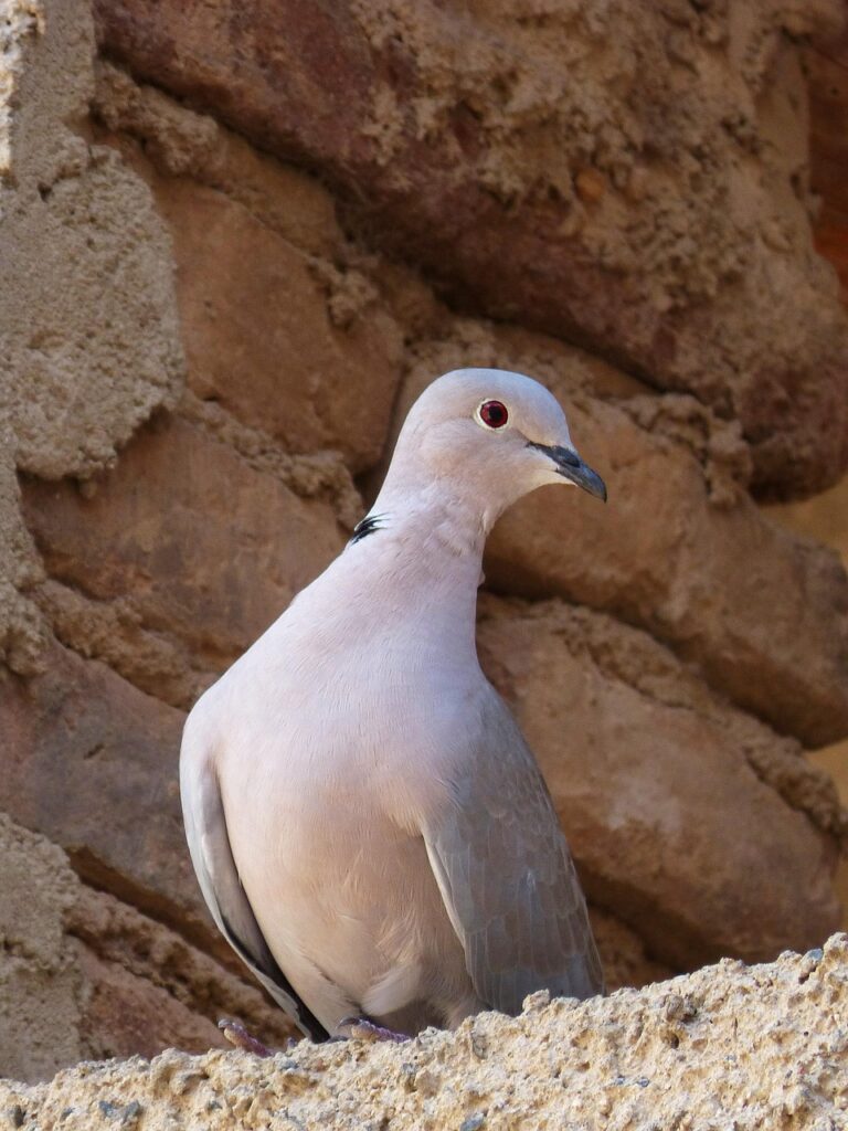 turtledove, nature, bird, tortola, birds