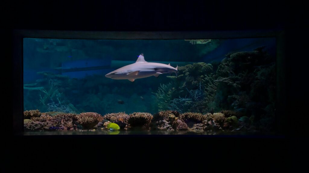 A shark swimming gracefully in an aquarium with marine life and coral reefs.